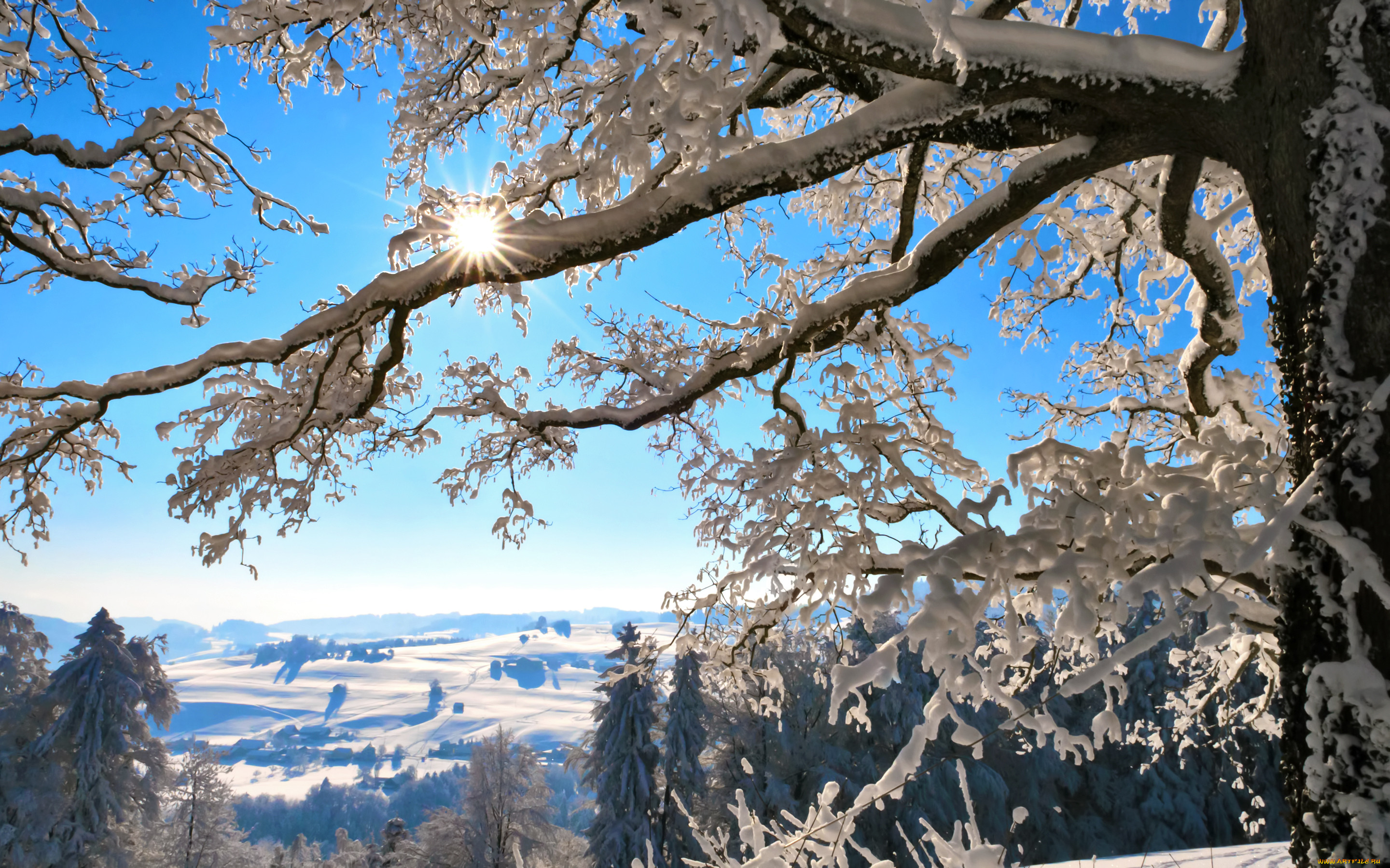 Звуки природы зимой. Деревья в снегу. Заснеженные деревья. Зимний пейзаж на рабочий стол. Зимнее дерево.